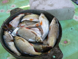 Улов краснопёрки