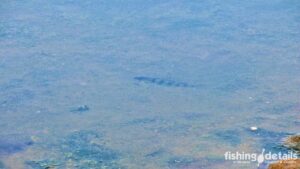 Фото окунь в воде