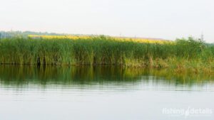 Ловля окуня на Самаре - Берег