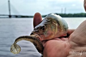 Окунь на рыбалке в Киеве